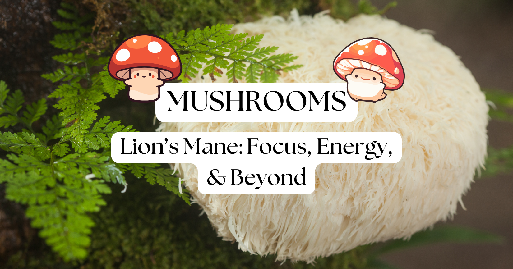 The Power of Organic Lion’s Mane: Focus, Energy, and Beyond